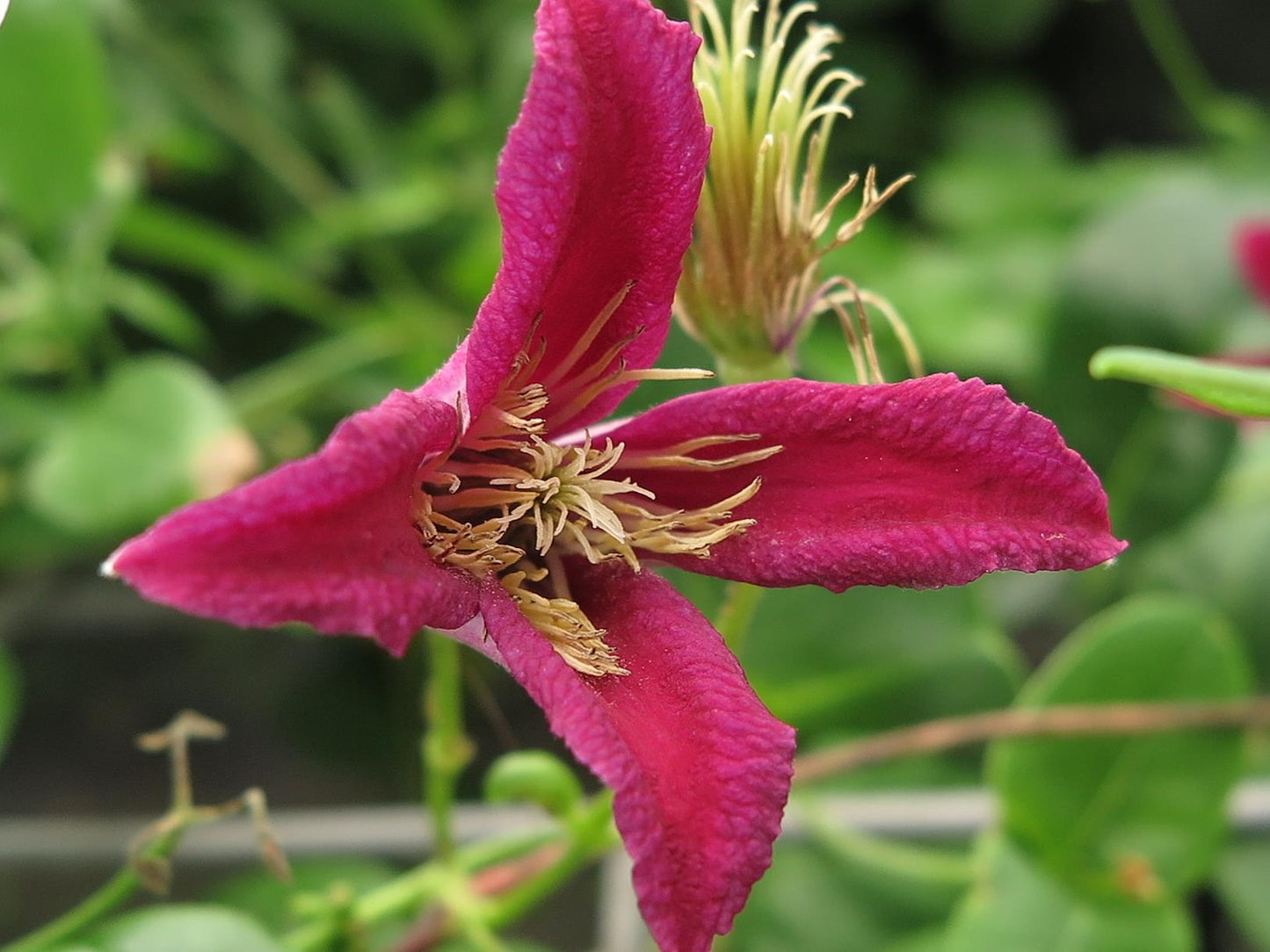 Clematis Lady Bird Johnson