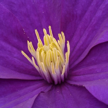 Clematis Lady Northcliffe, Large Flowered Clematis - Brushwood Nursery, Clematis Specialists