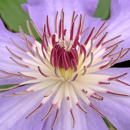 Clematis Laura, Large Flowered Clematis - Brushwood Nursery, Clematis Specialists