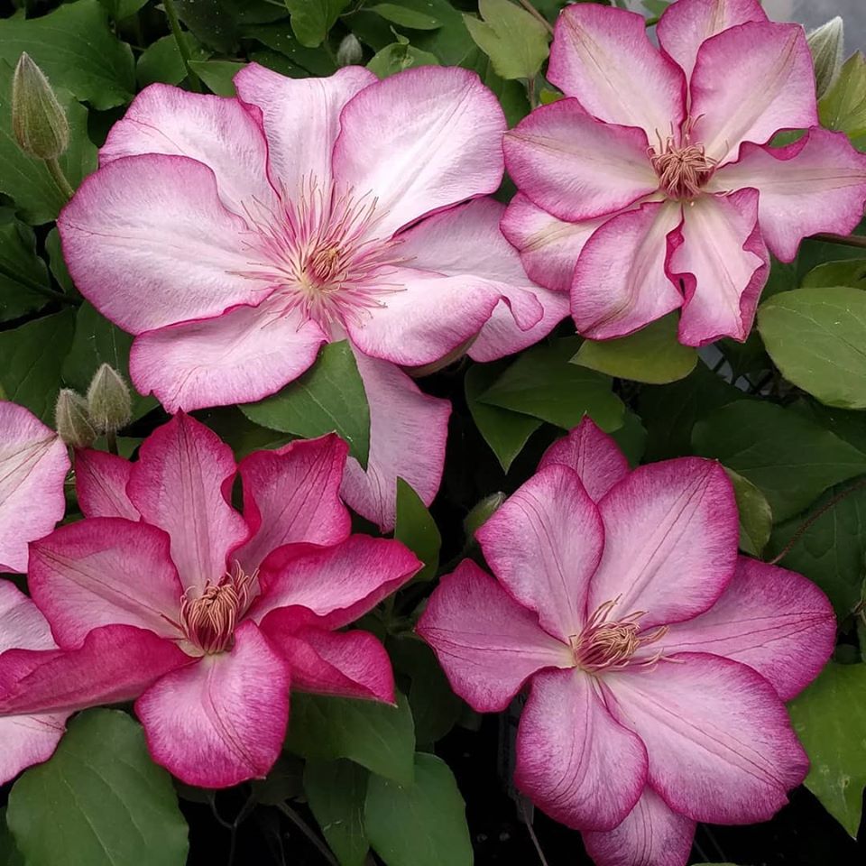 Clematis Liberty, Large Flowered Clematis - Brushwood Nursery, Clematis Specialists