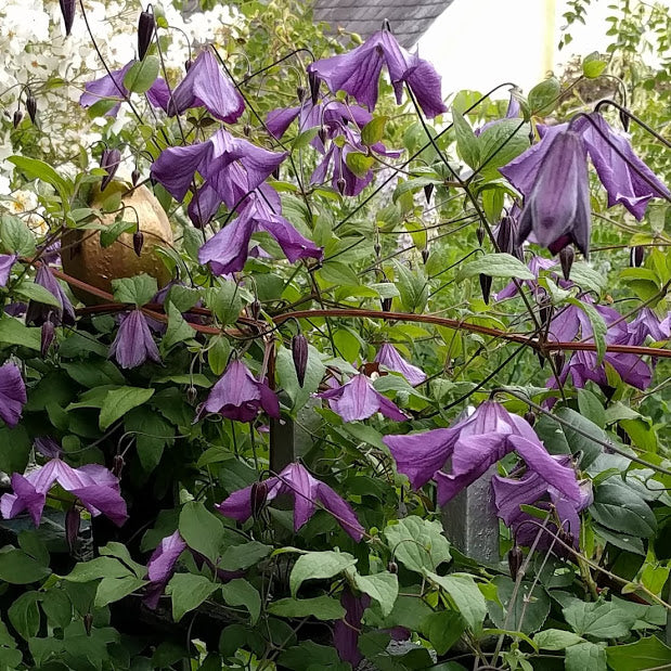 Clematis Little Bas, Small Flowered Clematis - Brushwood Nursery, Clematis Specialists