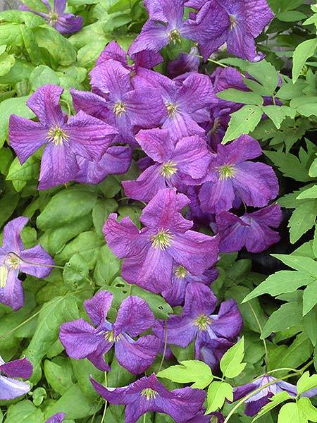 Clematis viticella Little Butterfly, Small Flowered Clematis - Brushwood Nursery, Clematis Specialists