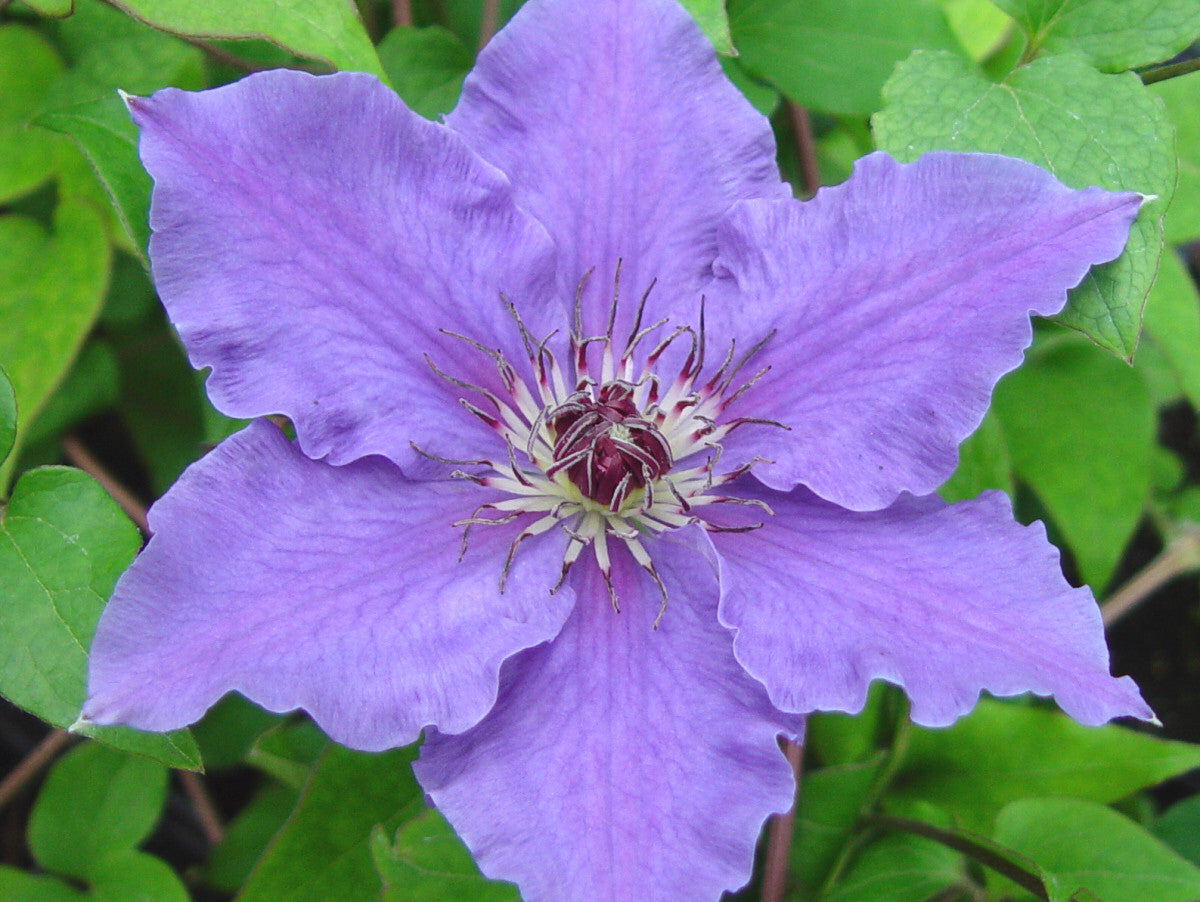 Clematis Lord Nevill, Large Flowered Clematis - Brushwood Nursery, Clematis Specialists