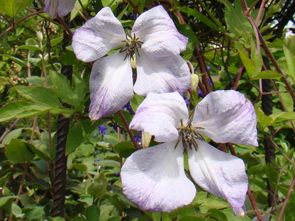 Clematis Luxuriant Blue, Small Flowered Clematis - Brushwood Nursery, Clematis Specialists