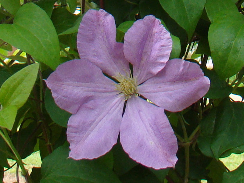 Clematis Madame Baron Veillard, Large Flowered Clematis - Brushwood Nursery, Clematis Specialists