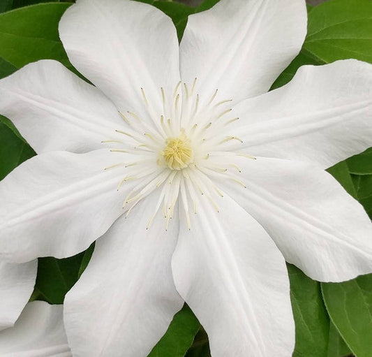 Clematis Madame Le Coultre, Large Flowered Clematis - Brushwood Nursery, Clematis Specialists