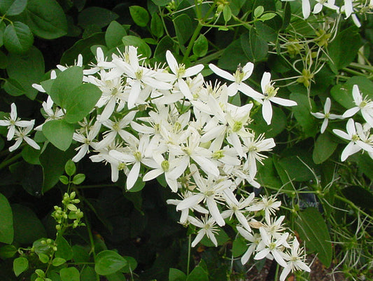 Clematis mandshurica, Non-Vining Clematis - Brushwood Nursery, Clematis Specialists