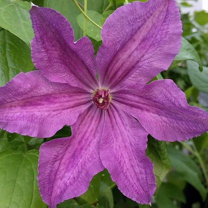 Clematis Marcelina