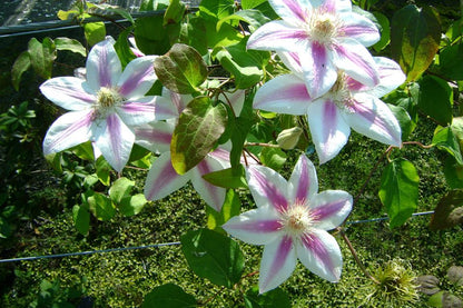 Clematis Maria Therese, Large Flowered Clematis - Brushwood Nursery, Clematis Specialists