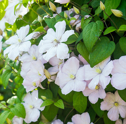 Clematis Marie Boisselot, Large Flowered Clematis - Brushwood Nursery, Clematis Specialists