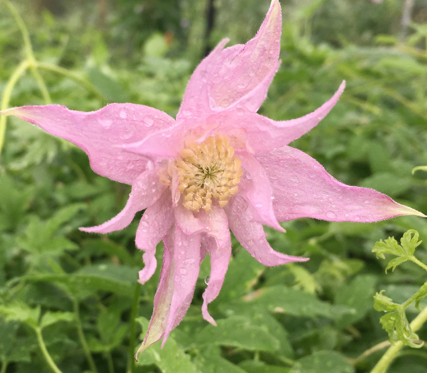 Clematis macropetala Markham's Pink, Small Flowered Clematis - Brushwood Nursery, Clematis Specialists