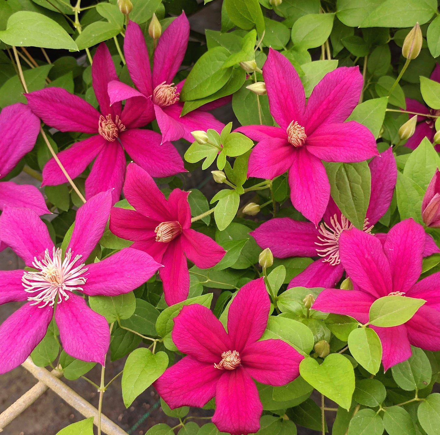 Clematis Marta, Large Flowered Clematis - Brushwood Nursery, Clematis Specialists