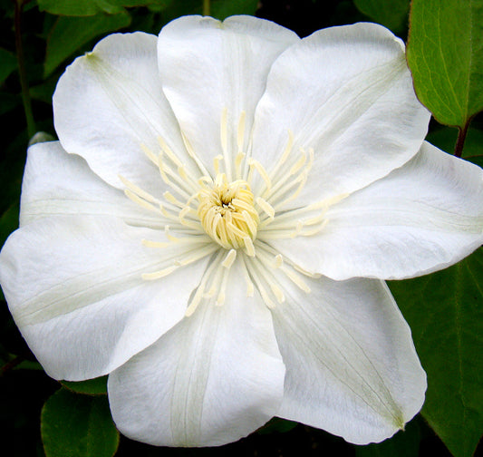 Clematis Mary-Claire, Large Flowered Clematis - Brushwood Nursery, Clematis Specialists