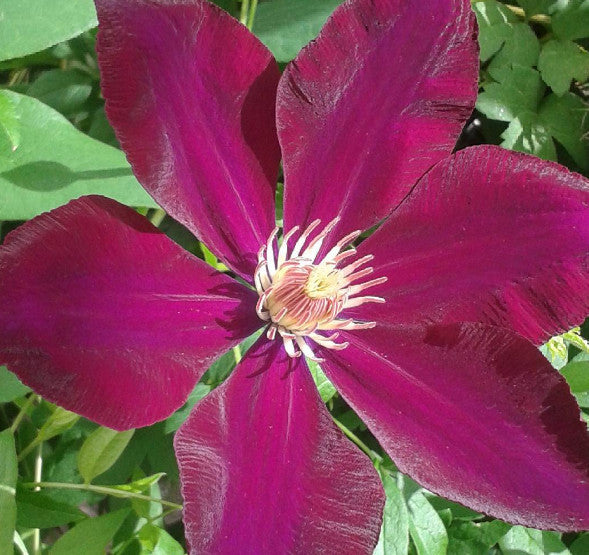 Clematis Mazowsze, Large Flowered Clematis - Brushwood Nursery, Clematis Specialists