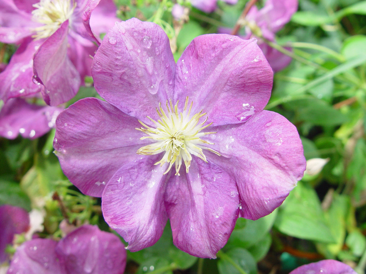 Clematis Miniseelik, Large Flowered Clematis - Brushwood Nursery, Clematis Specialists