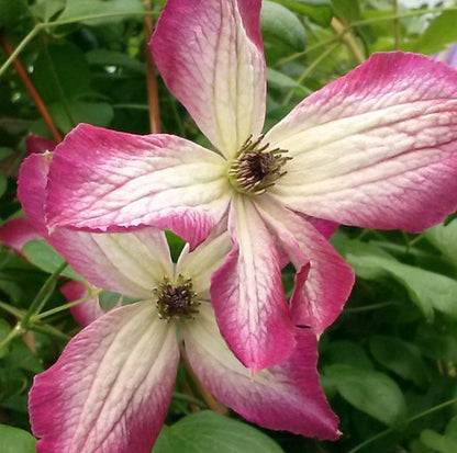 Clematis Minuet, Small Flowered Clematis - Brushwood Nursery, Clematis Specialists