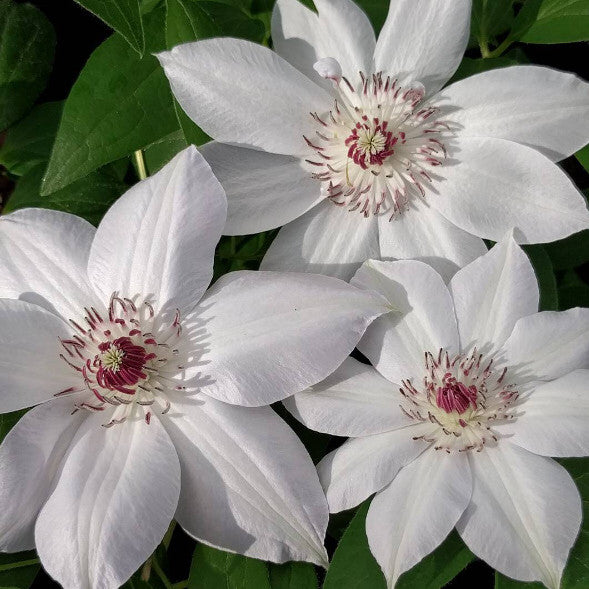 Clematis deals miss bateman