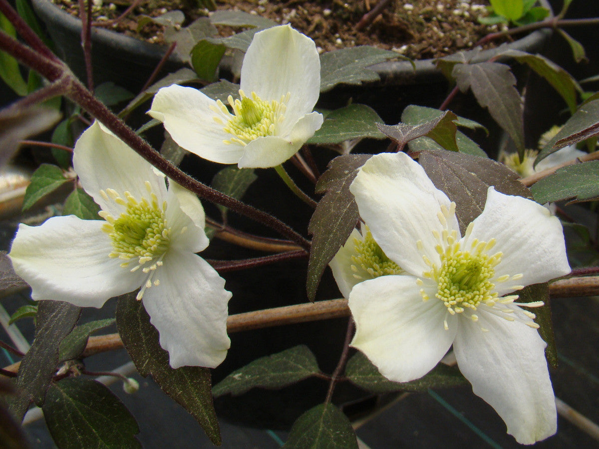 Clematis montana Elten, Small Flowered Clematis - Brushwood Nursery, Clematis Specialists