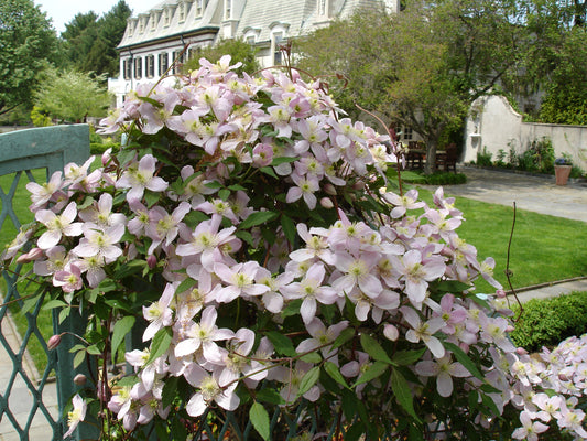 Clematis montana Pink Perfection, Small Flowered Clematis - Brushwood Nursery, Clematis Specialists