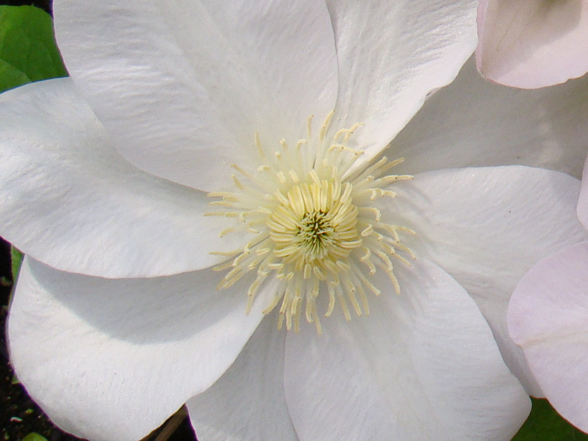 Clematis Moonlight, Large Flowered Clematis - Brushwood Nursery, Clematis Specialists