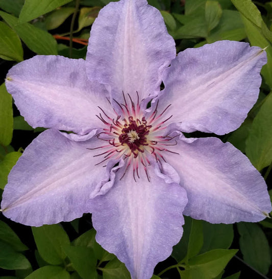 Clematis Myosotis, Large Flowered Clematis - Brushwood Nursery, Clematis Specialists