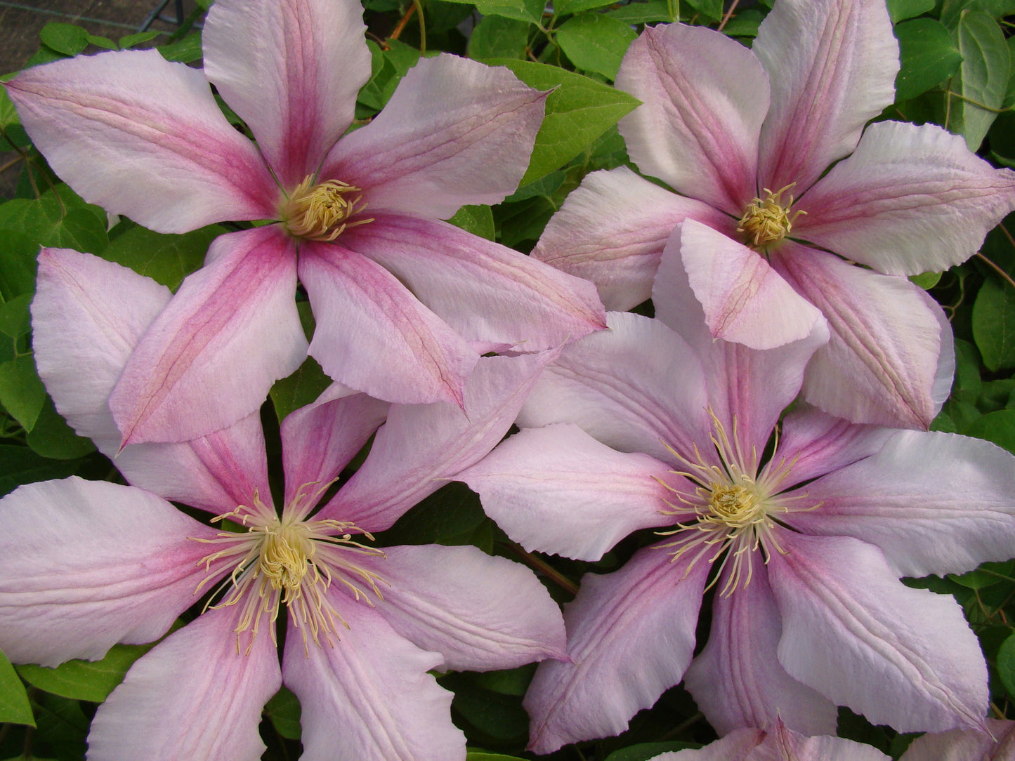 Clematis Nadezhda, Large Flowered Clematis - Brushwood Nursery, Clematis Specialists