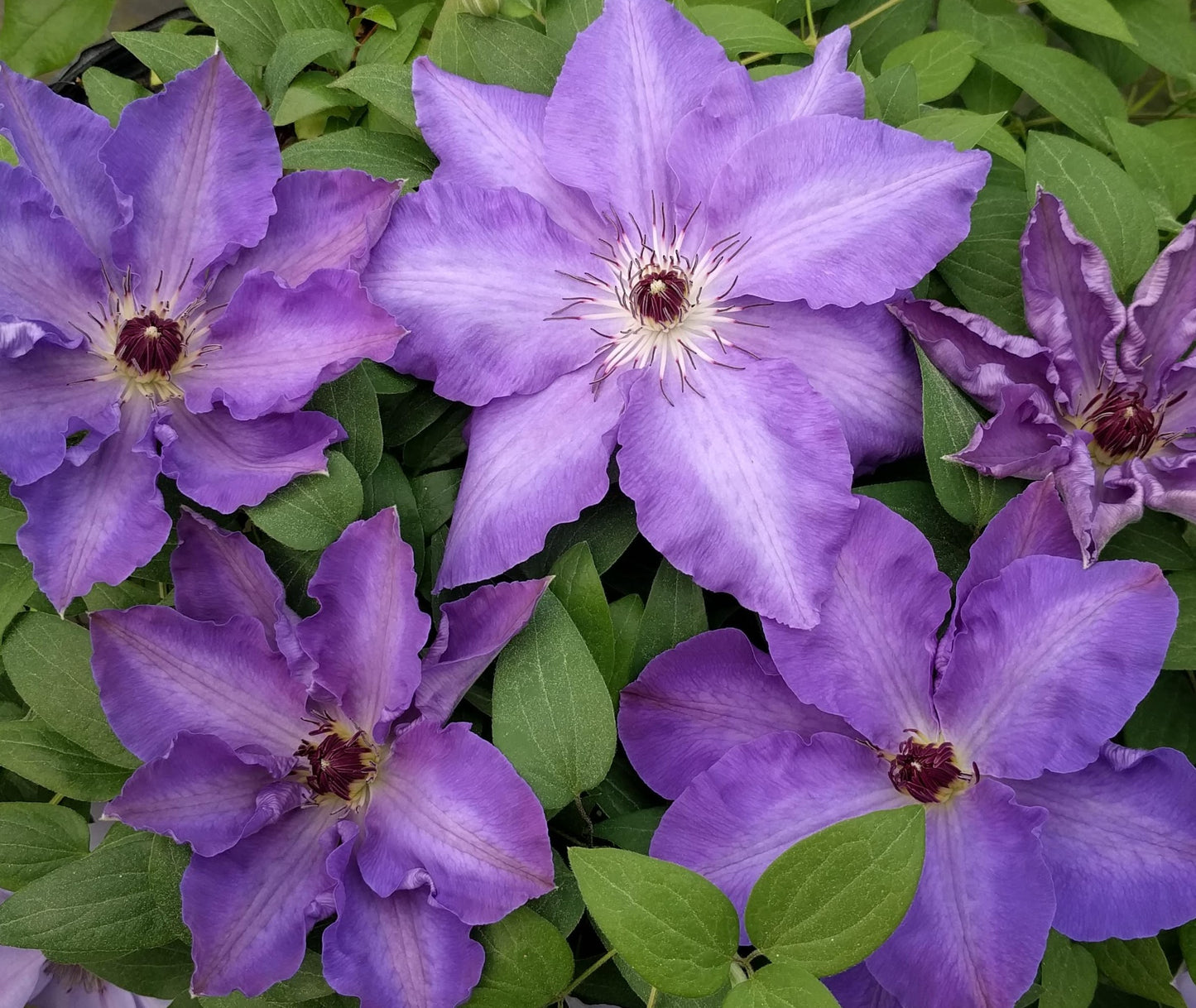 Clematis Natacha