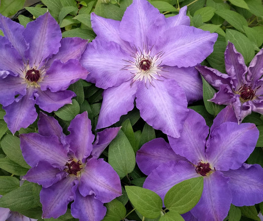 Clematis Natacha