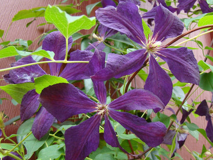 Clematis Negritjanka, Large Flowered Clematis - Brushwood Nursery, Clematis Specialists