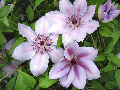 Clematis Nelly Moser, Large Flowered Clematis - Brushwood Nursery, Clematis Specialists