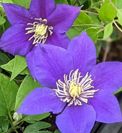 Clematis Olympia