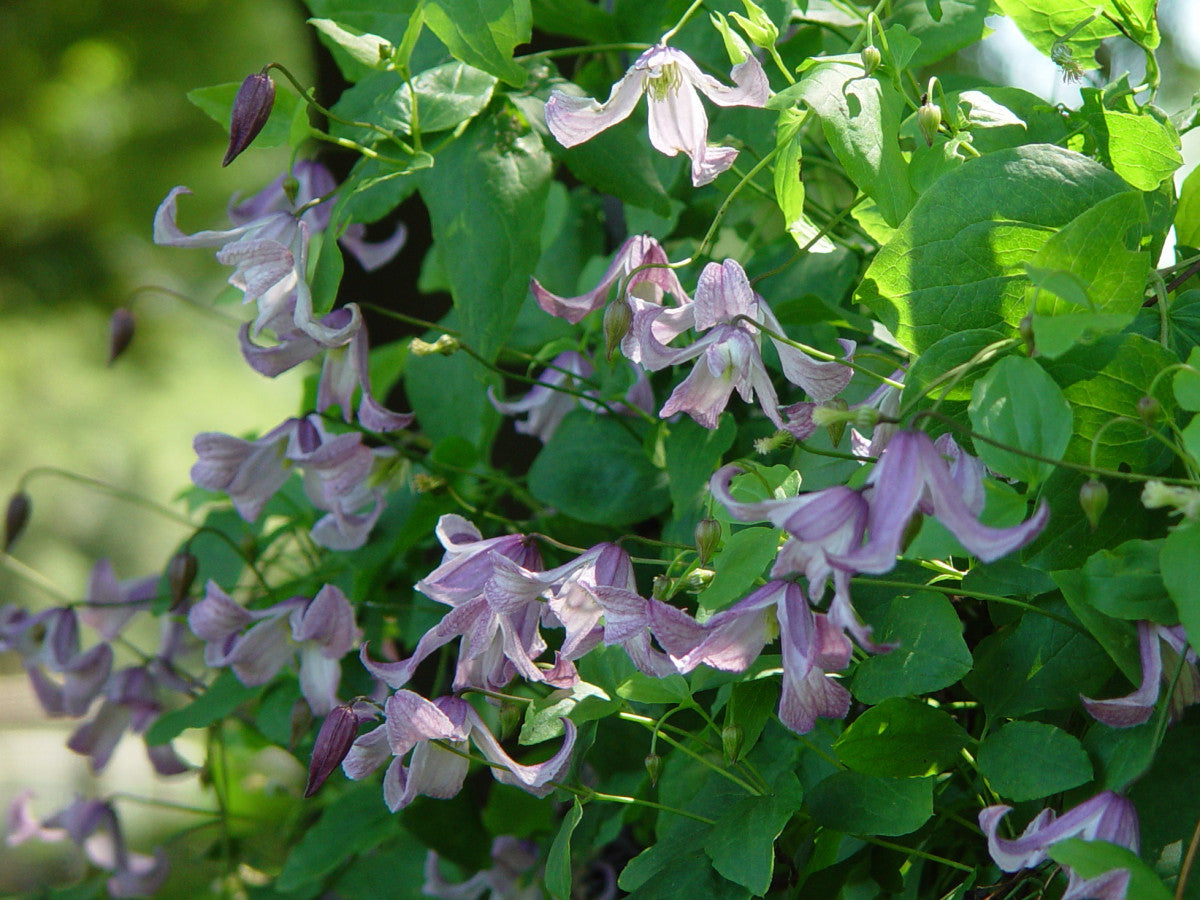 Clematis Pagoda, Small Flowered Clematis - Brushwood Nursery, Clematis Specialists