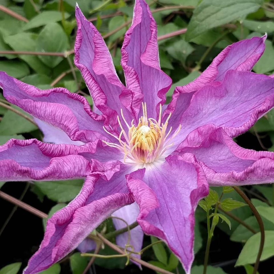 Clematis Palette, Large Flowered Clematis - Brushwood Nursery, Clematis Specialists