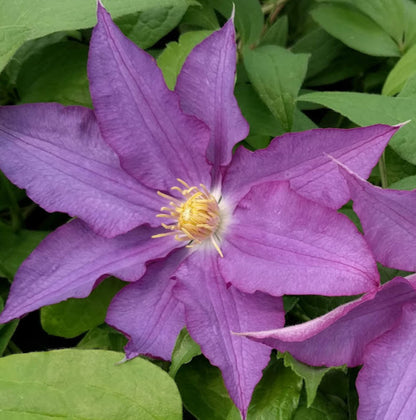 Clematis Palette, Large Flowered Clematis - Brushwood Nursery, Clematis Specialists