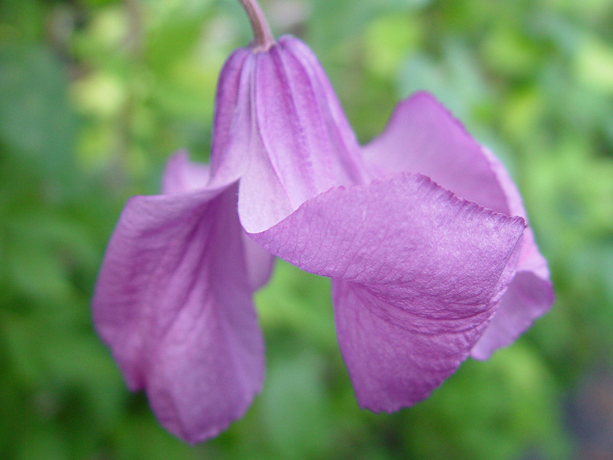 Clematis Pamiat Serdtsa, Non-Vining Clematis - Brushwood Nursery, Clematis Specialists