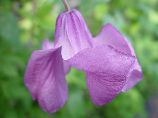 Clematis Pamiat Serdtsa, Non-Vining Clematis - Brushwood Nursery, Clematis Specialists