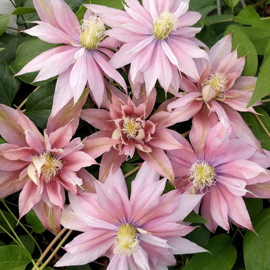 Clematis Phyllis, Large Flowered Clematis - Brushwood Nursery, Clematis Specialists