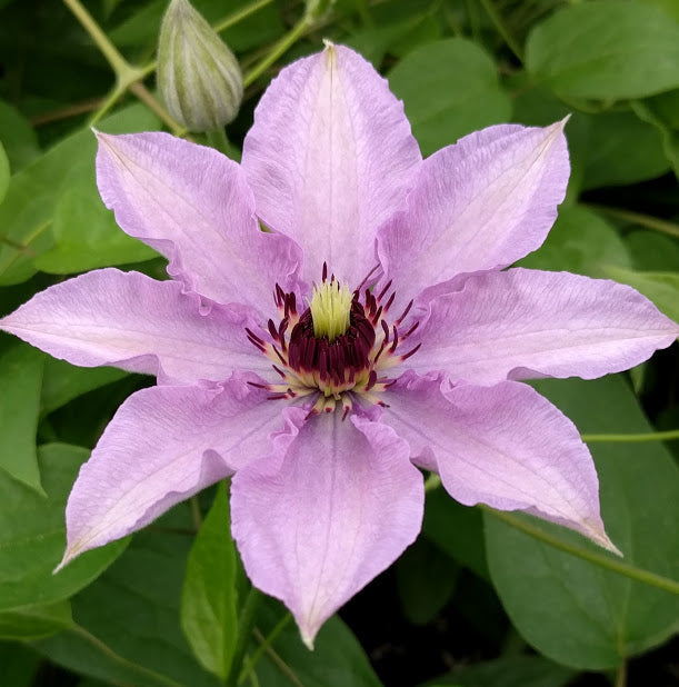 Clematis Pink Climador, Large Flowered Clematis - Brushwood Nursery, Clematis Specialists