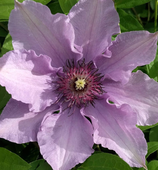 Clematis Pink Climador, Large Flowered Clematis - Brushwood Nursery, Clematis Specialists