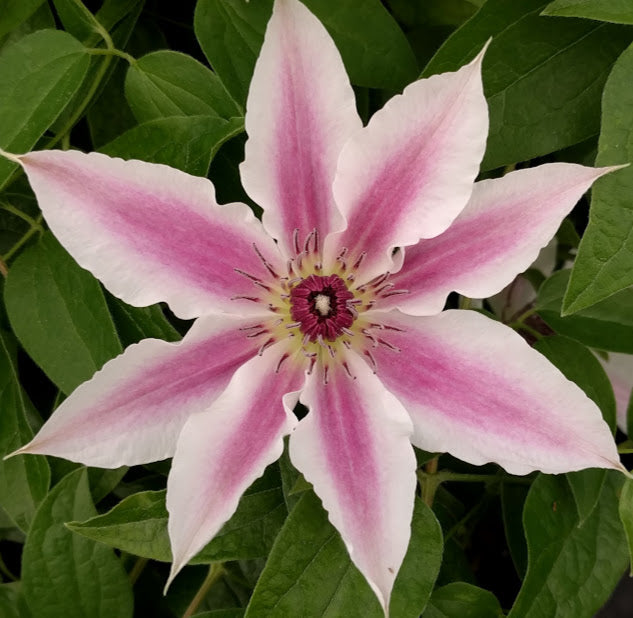 Clematis Pinky, Large Flowered Clematis - Brushwood Nursery, Clematis Specialists