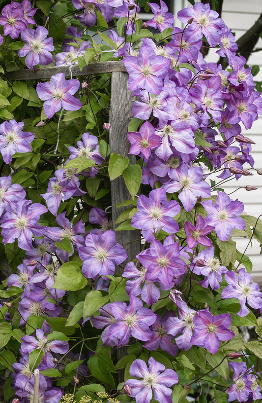 Clematis Pirko