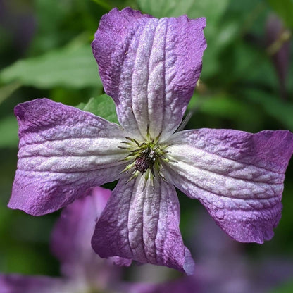 Clematis Poldice