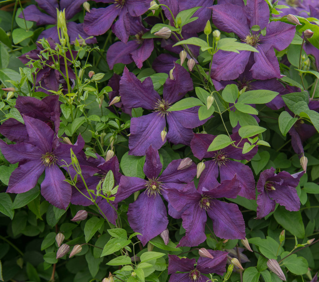 Clematis Polish Spirit | Brushwood Nursery, Clematis Specialists