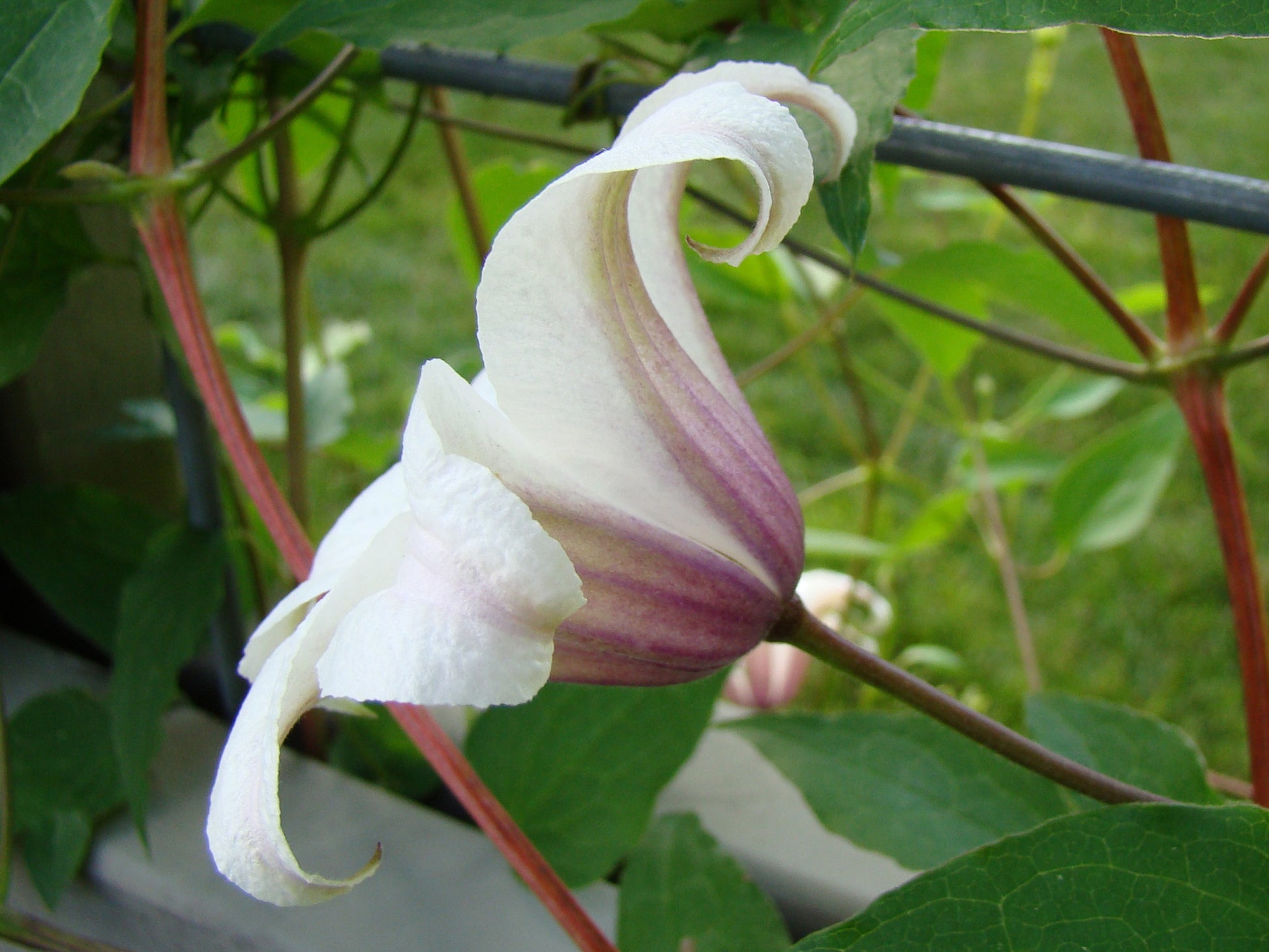 Clematis Princess Kate, Small Flowered Clematis - Brushwood Nursery, Clematis Specialists