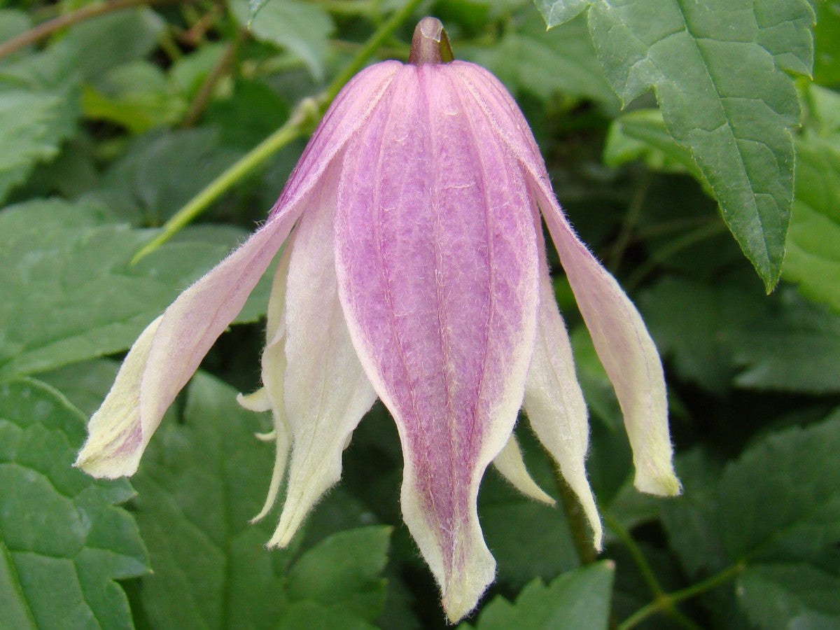 Clematis Propertius, Small Flowered Clematis - Brushwood Nursery, Clematis Specialists