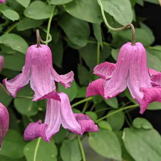 Clematis Queen Mother, Small Flowered Clematis - Brushwood Nursery, Clematis Specialists