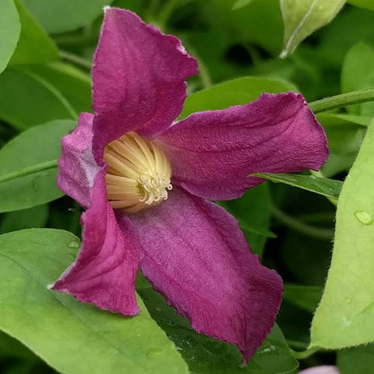 Clematis Queen Mother, Small Flowered Clematis - Brushwood Nursery, Clematis Specialists