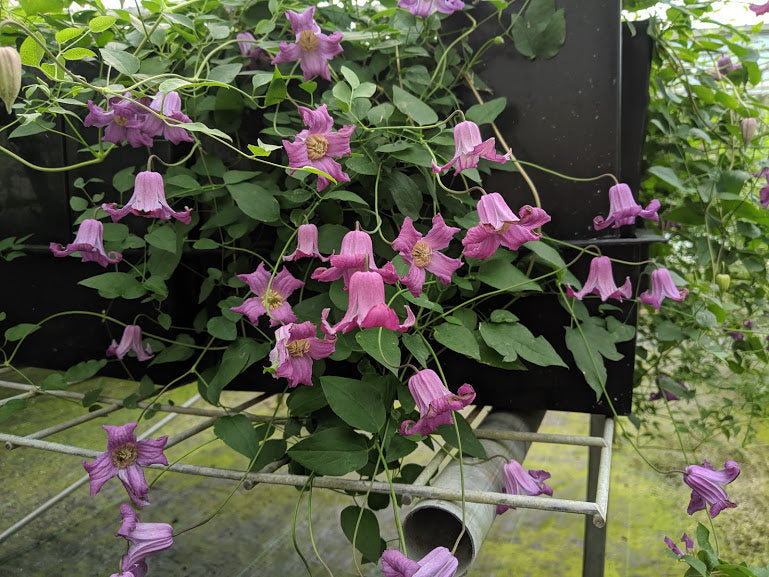 Clematis Queen Mother, Small Flowered Clematis - Brushwood Nursery, Clematis Specialists