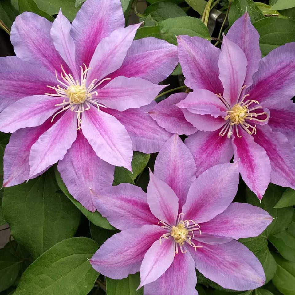 Clematis Ragamuffin, Large Flowered Clematis - Brushwood Nursery, Clematis Specialists