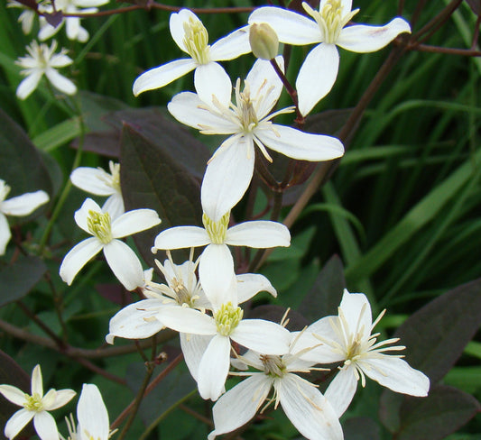 Clematis recta Serious Black, Non-Vining Clematis - Brushwood Nursery, Clematis Specialists